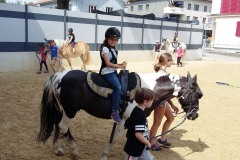 Pferd1