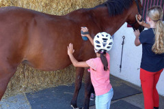 Pferd_22_2