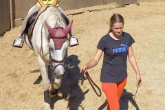 Pferd_22_4