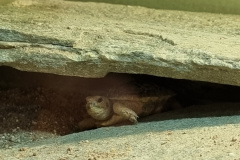 35_Reptilien_25_1-scaled