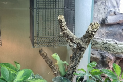 35_Reptilien_25_6-scaled