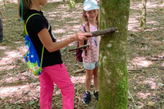 35_Wald_05-scaled